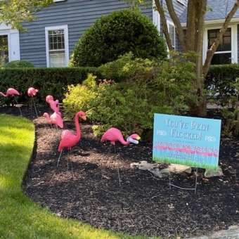 Flamingos Around Cohasset!